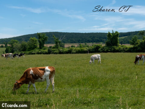 Sharon cows