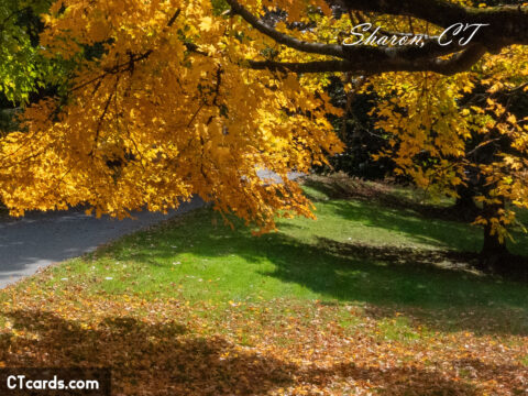 Sharon fall leaves 1